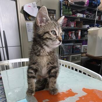 Dolly (Country Queens) -  Domestic Short Hair Cat for Adoption in TIMBERCRK CYN, Texas - Dolly (Country Queens) | PetCurious