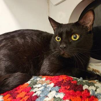 Domestic Short Hair Cats Available for Adoption - Mitch Hedberg | PetCurious