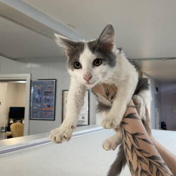 John Tucker -  Domestic Short Hair Cat Available for Adoption in Madison, Wisconsin - John Tucker | PetCurious