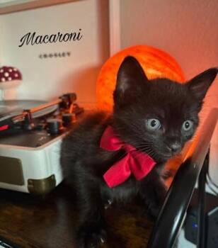 Domestic Short Hair Cats Available for Adoption in Fort Worth, Texas - Macaroni (pre Adopt) | PetCurious