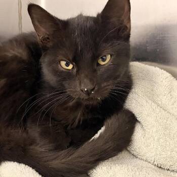 Agatha -  Domestic Short Hair Cat for Adoption in Marshall, Texas - Agatha | PetCurious