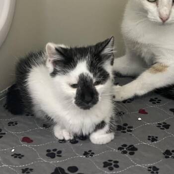Blueberry -  Domestic Short Hair Cat for Adoption in Jacksboro, Tennessee - Blueberry | PetCurious