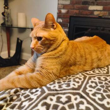 Zaki -  Domestic Short Hair Cat for Adoption in Wakefield, Massachusetts - Zaki | PetCurious