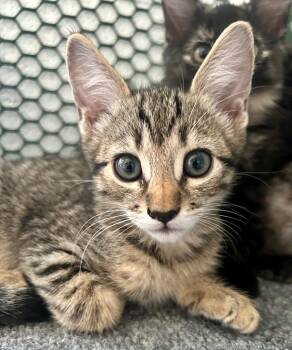Pisces -  Domestic Short Hair Cat for Adoption in Cottonwood, Arizona - Pisces | PetCurious
