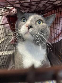 Summer Ray -  Domestic Short Hair Cat for Adoption in Austin, Texas - Summer Ray | PetCurious