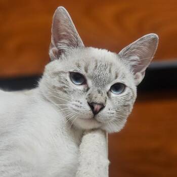Satin -  Siamese Cat for Adoption in Santa Ana, California - Satin | PetCurious