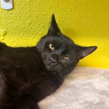 Domestic Short Hair Cats Available for Adoption - Purrito | PetCurious