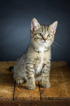 Rescue Domestic Short Hair Cats for Adoption in Carnegie, Pennsylvania - Honeybee | PetCurious