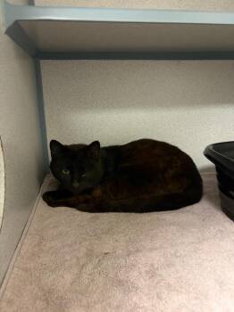 Domestic Short Hair Cats Available for Adoption in Liverpool, New York - Cocoa | PetCurious