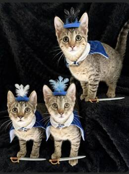 Three Musketeers- Dreamy, Mousy and Whirly Girl -  Tabby and Domestic Short Hair Cat for Adoption in Homestead, Florida - Three Musketeers- Dreamy, Mousy And Whirly Girl | PetCurious