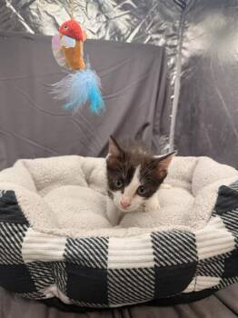 BUBBLES -  Domestic Short Hair Cat for Adoption in Grovetown, Georgia - BUBBLES | PetCurious