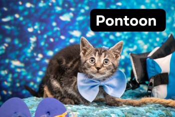 Pontoon -  Domestic Short Hair Cat Available for Adoption in Sevierville, Tennessee - Pontoon | PetCurious