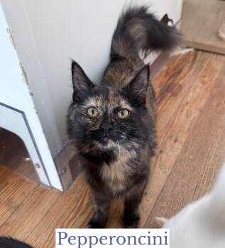 Rescue Domestic Long Hair Cats for Adoption in Berkeley Springs, West Virginia - Pepperoncini | PetCurious