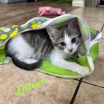Lettuce #brother-of-Cabbage -  Tuxedo and Domestic Short Hair Cat Available for Adoption in Houston, Texas - Lettuce #brother-of-Cabbage | PetCurious