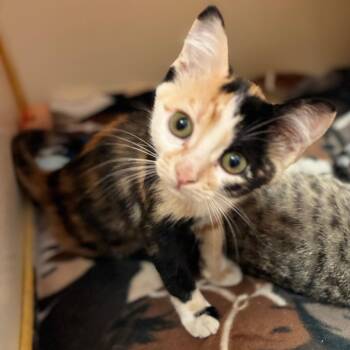 Spitfire -  Domestic Medium Hair Cat for Adoption in South Elgin, Illinois - Spitfire | PetCurious