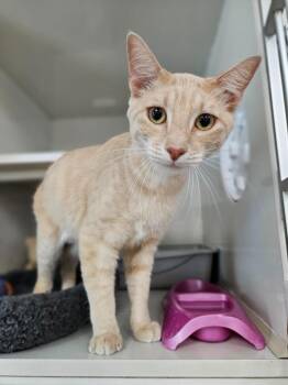 Cheese -  Domestic Short Hair Cat for Adoption in Corpus Christi, Texas - Cheese | PetCurious