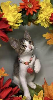 Heather -  Domestic Short Hair Cat for Adoption in Picayune, Mississippi - Heather | PetCurious