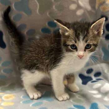 Milo F-21684 -  Domestic Short Hair Cat for Adoption in Oklahoma City, Oklahoma - Milo F-21684 | PetCurious