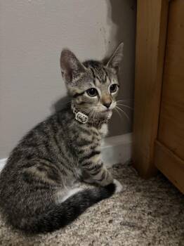 Willow -  Domestic Short Hair Cat for Adoption in Salisbury, North Carolina - Willow | PetCurious