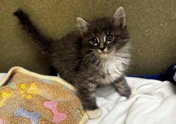 A551553 -  Domestic Long Hair and Domestic Short Hair Cat Available for Adoption in Moreno Valley, California - A551553 | PetCurious