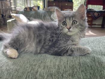 Shoofly -  Domestic Medium Hair Cat for Adoption in Lititz, Pennsylvania - Shoofly | PetCurious