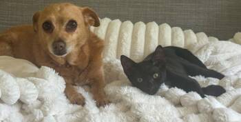Risotto -  Domestic Short Hair Cat for Adoption in Pompano Beach, Florida - Risotto | PetCurious
