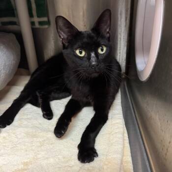 Perrier -  Domestic Short Hair Cat for Adoption in Los Angeles, California - Perrier | PetCurious