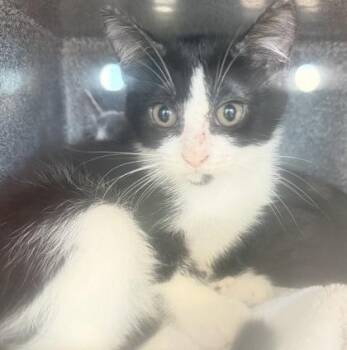 Domestic Short Hair Cats Available for Adoption in Daytona Beach, Florida - Florence | PetCurious