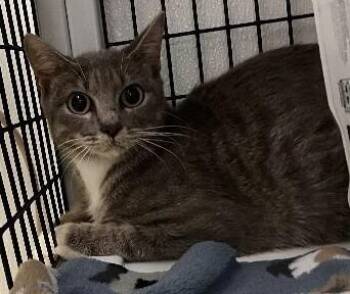 Tigress -  Domestic Short Hair Cat for Adoption in Park Row, Texas - Tigress | PetCurious