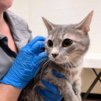 Rika -  Domestic Short Hair Cat Available for Adoption in Charlottesville, Virginia - Rika | PetCurious