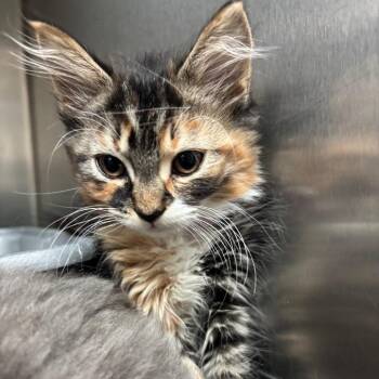 Domestic Medium Hair Cats Available for Adoption in Lakeland, Florida - Dottee | PetCurious