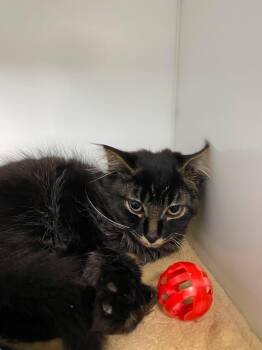 Bambi -  Domestic Short Hair Cat for Adoption in Delson, Quebec - Bambi | PetCurious