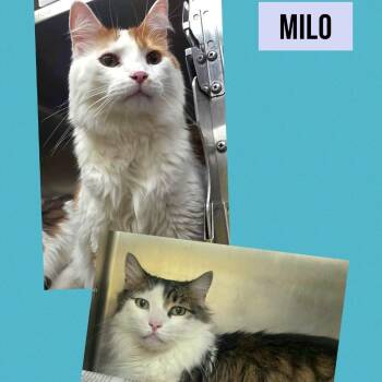 Domestic Long Hair Cats Available for Adoption in Wheeling, Illinois - Melo | PetCurious