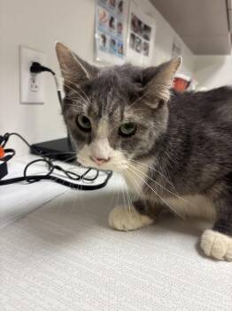 Carl -  Domestic Short Hair Cat for Adoption in Greenfield, Indiana - Carl | PetCurious