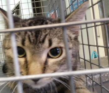SPENCER -  Domestic Short Hair Cat for Adoption in Tulsa, Oklahoma - SPENCER | PetCurious