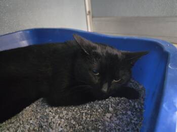 Domestic Short Hair Cats Available for Adoption - Kalina | PetCurious