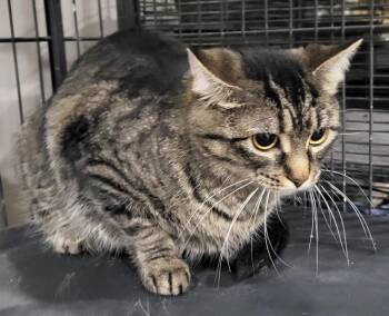 Domestic Short Hair Cats Available for Adoption in Webster Groves, Missouri - Wilhelmina | PetCurious