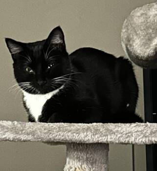 Domestic Short Hair Cats Available for Adoption - Buttons (with Tux) | PetCurious