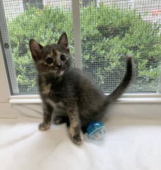 Tortoiseshell and Domestic Short Hair Cats Available for Adoption in Mccormick, South Carolina - Azalea | PetCurious