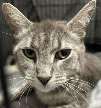 Rescue Domestic Short Hair Cats for Adoption in Westfield, Massachusetts - Bella | PetCurious