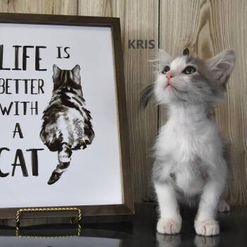 Kris -  Domestic Short Hair Cat Available for Adoption in Yuma, Arizona - Kris | PetCurious
