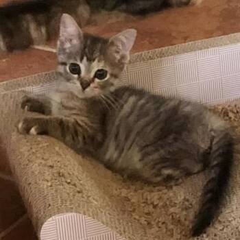 Domestic Short Hair Cats Available for Adoption - Petunia Tooney | PetCurious