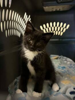 Domestic Short Hair Cats Available for Adoption in Lewis Center, Ohio - Bruno (Stoneridge Kitten 1) | PetCurious