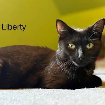 Liberty -  Domestic Short Hair Cat for Adoption in Johnson City, Tennessee - Liberty | PetCurious