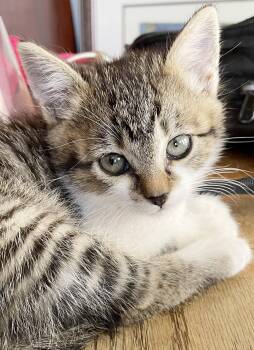 Tabby Cats Available for Adoption in Alameda, California - Sunny | PetCurious