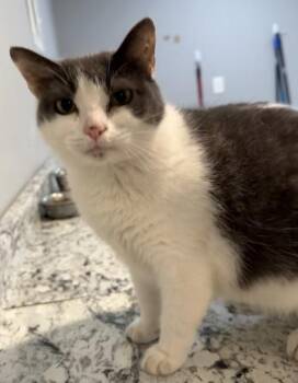 Rivers -  Domestic Short Hair Cat Available for Adoption in River Ridge, Louisiana - Rivers | PetCurious