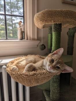 Domestic Short Hair Cats Available for Adoption in Lancaster, Pennsylvania - Whirlwind | PetCurious