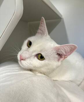 Domestic Short Hair Cats Available for Adoption in Elmsford, New York - Sandy | PetCurious
