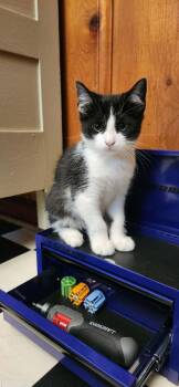 HOWIE -  Domestic Short Hair Cat for Adoption in Powder Springs, Georgia - HOWIE | PetCurious