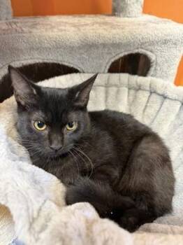 Cindy -  Domestic Short Hair Cat for Adoption in Lafayette, Indiana - Cindy | PetCurious